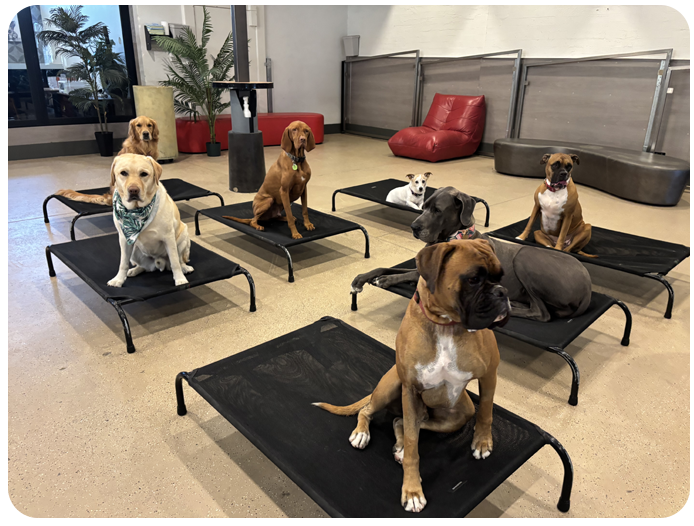 Bayside Dog Lounge