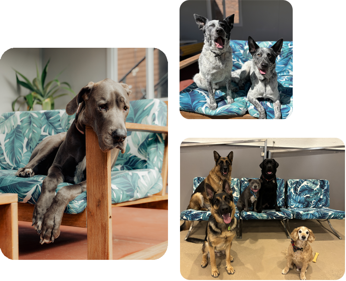 Bayside Dog Lounge