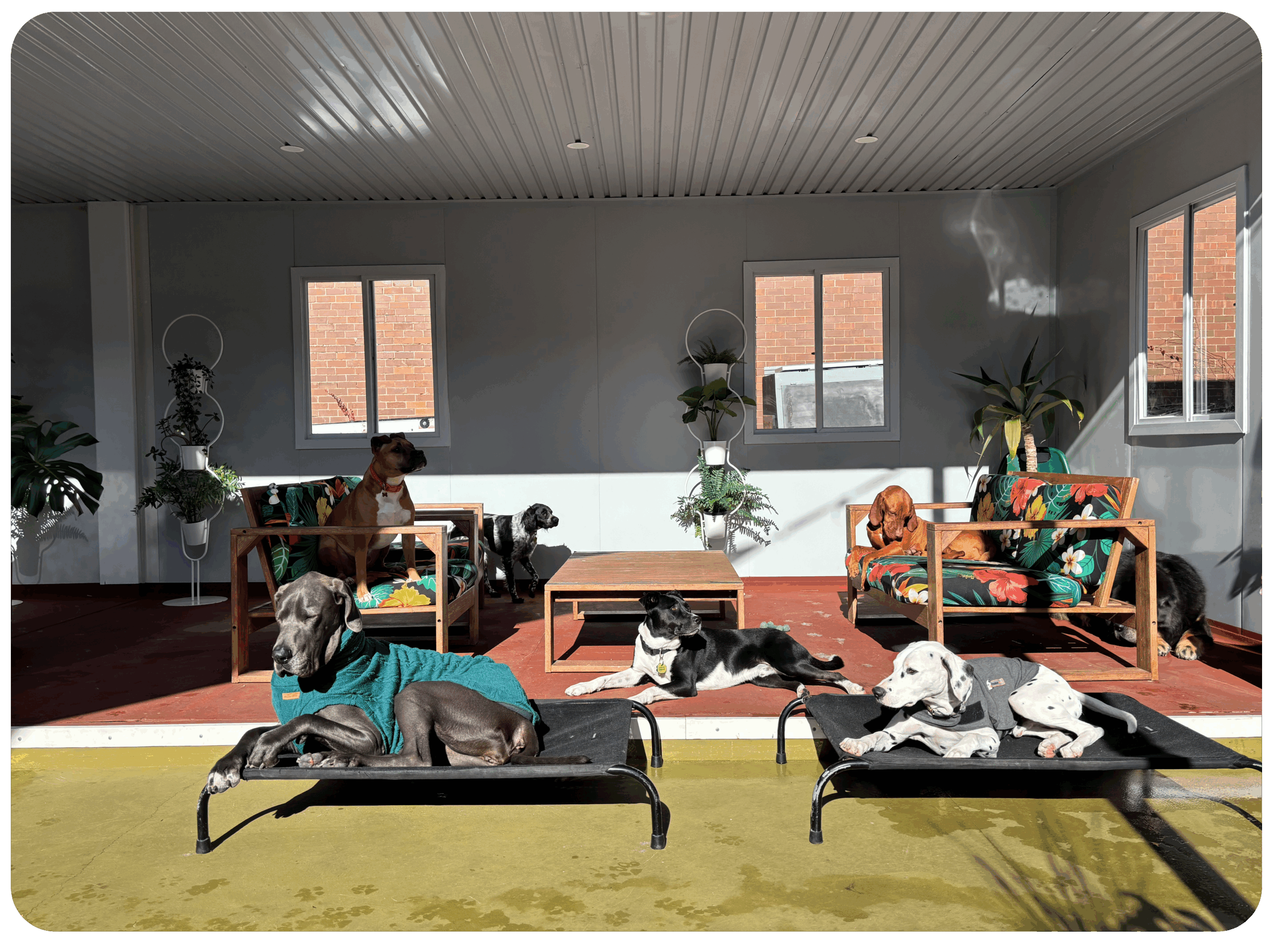 Bayside Dog Lounge